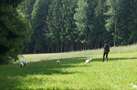 Clumber Spaniel beim Training