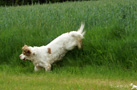 Clumber Spaniel springend