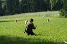 Clumber Spaniel beim Training