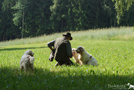 Clumber Spaniel Gruppe beim Training