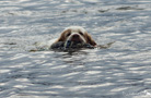 Clumber Spaniel