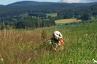 Clumber Spaniel in hohem Gras