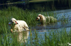 Dukeries' Clumber Spaniel retrieving am See