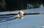 Dukeries' Clumber Spaniel schwimmend