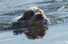 Dukeries' Clumber Spaniel mit Dummy schwimmend