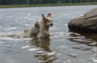 Clumber Spaniel Aven