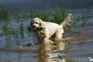 Dukeries' Clumber Spaniel