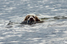 Clumber Spaniel Velvet