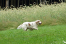 Dukeries' Clumber Spaniel Velvet 