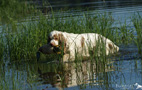 Dukeries' Clumber Spaniel Leya