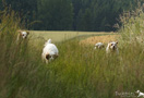 Dukeries' Clumber Spaniel Girlies