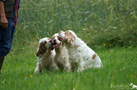 Drei Dukeries' Clumber Spaniel