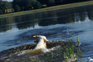 Dukeries' Clumber Spaniel