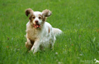 Dukeries' Clumber Spaniel auf der Wiese