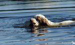 Dukeries' Clumber Spaniel Leya