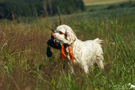 Dukeries' Clumber Spaniel mit Dummyente