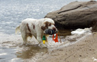 Dukeries' Clumber Spaniel am Strand