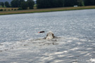 Clumber Spaniel schwimmend