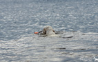 Clumber Spaniel Wasserarbeit