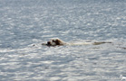 Clumber Spaniel apportieren aus dem Wasser