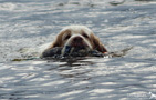 Clumber Spaniel schwimmend