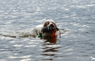 Clumber Spaniel kommt mit Dummy aus dem Wasser