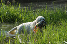  Dukeries' Clumber Spaniel apportierend