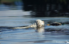 Dukeries' Clumber Spaniel im klaren See