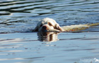 Dukeries' Clumber Spaniel Sparkle