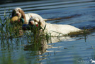 Clumber Spaniel am See