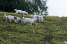 Clumber Spaniel girlies