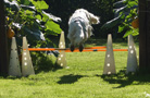 Clumber Spaniel beim Hrdenspringen