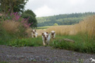 Clumber Spaniel drei Mdels