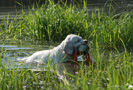 Clumber Spaniel beim Apportieren am See