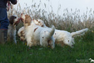 Clumber Spaniel