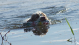 Clumber Spaniel schwimmend im See mit Dummy