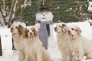 Clumber Spaniel mit Schneemann