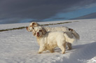 Clumber Spaniel im Schnee