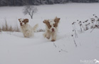 Clumber Spaniel im Schnee