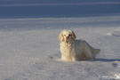 Clumber Spaniel im Schnee