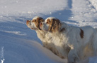 Clumber Spaniel im Schnee