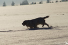 Clumber Spaniel im Schnee