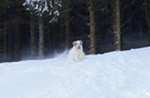 Clumber Spaniel im Schnee