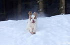 Clumber Spaniel im Schnee