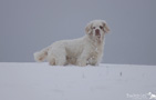 Clumber Spaniel im Schnee