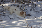 Dukeries' Clumber Spaniel