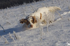 Dukeries' Clumber Spaniel