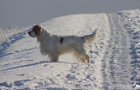 Dukeries' Clumber Spaniel