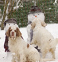 Dukeries' Clumber Spaniel und Schneemann