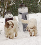 Dukeries' Clumber Spaniel und Schneemann